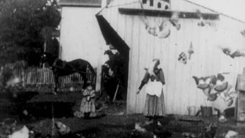 Feeding the Doves Bild 1