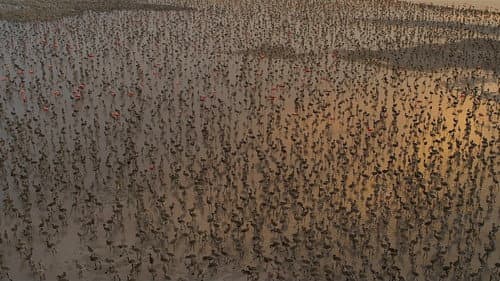 Flamingos: La vida después del meteorito Bild 2