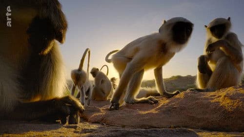 Wildes Indien Bild 5