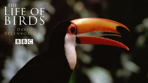 The Life of Birds Bild 2