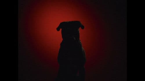 Mauled By a Dog Bild 1