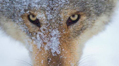 Wilder Grenzgänger - Der Wolf ist zurück Bild 4
