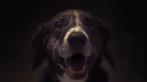 The Carnivores Bild 3