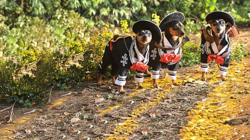 Beverly Hills Chihuahua 3 - Viva La Fiesta! Bild 4