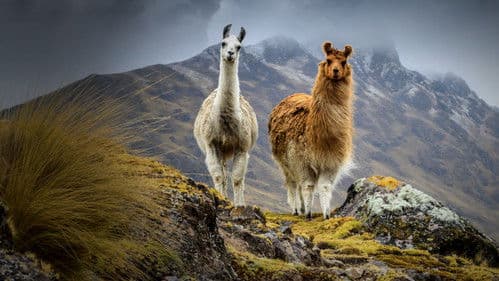 South America Untamed Bild 1