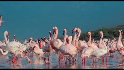 Afrika - Das magische Königreich Bild 2