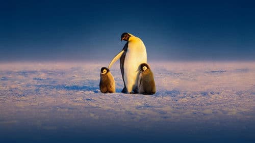 Die geheimnisvolle Welt der Pinguine Bild 2