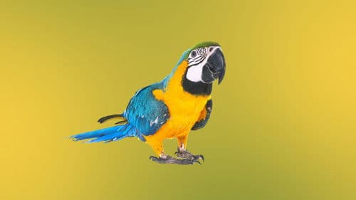 Zoogeflüster: Tampa Bild 7