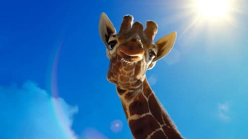 Giganten des Tierreichs Bild 3