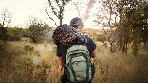 Pangolin: Kulus Weg Bild 2
