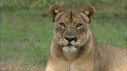 The Real Lion Queen Bild 1