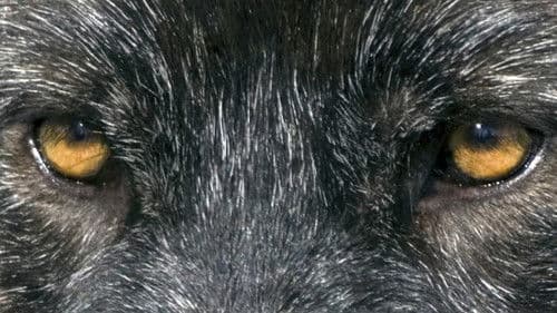 Der Junge und der Wolf Bild 3