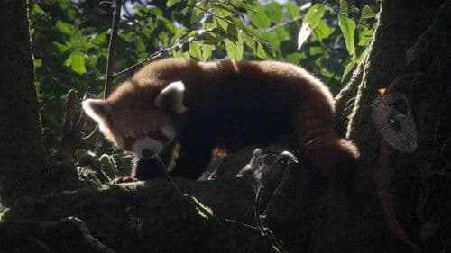 Red Panda: World's Cutest Animal Bild 4