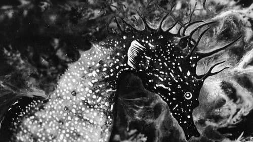 L'Hippocampe, ou 'Cheval marin' Bild 1