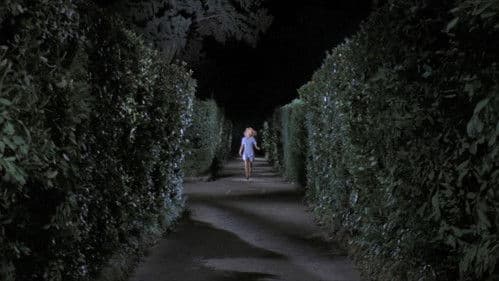 Vier Fliegen auf grauem Samt Bild 3