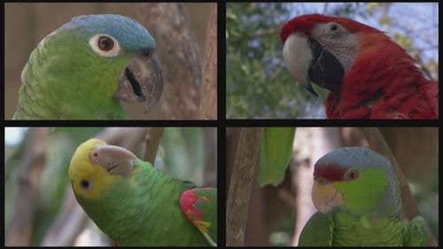 Planet Parrot Bild 2