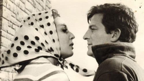 Dişi Örümcek Bild 4