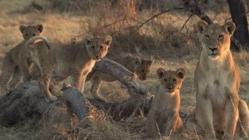 Löwenbrüder: Vom Kätzchen zum König Bild 3