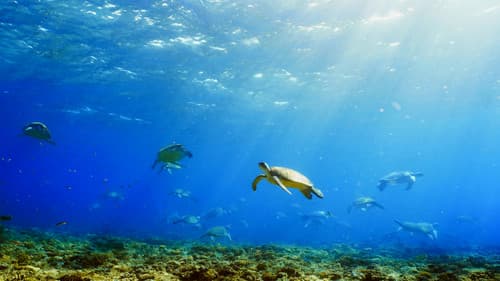 Turtle Odyssey Bild 2