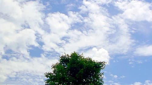 Tree Bild 1