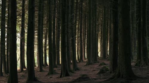 Life's Odyssey Bild 4