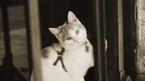 Time Traveling Through Time Bild 4