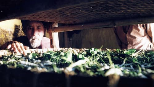 Mê Thảo - thời vang bóng Bild 3