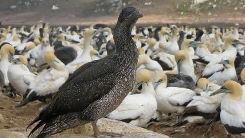 Gannets: The Wrong Side of the Run Bild 5