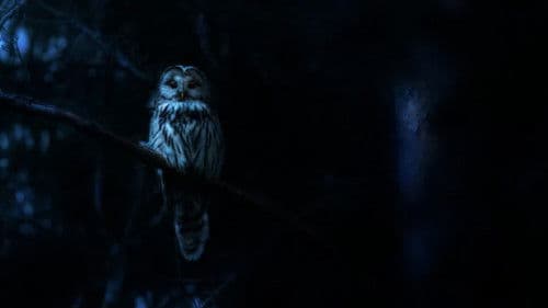 Nightmares of Nature Bild 3