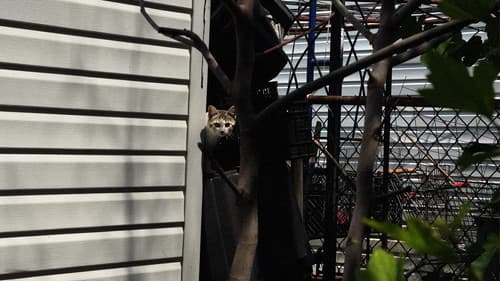 New York Cat Crisis Bild 1