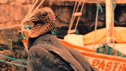 República das Saúvas Bild 4