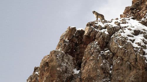 Der Schneeleopard Bild 2