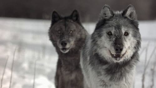 Wildnis Yellowstone - Im Wechsel der Extreme Bild 3