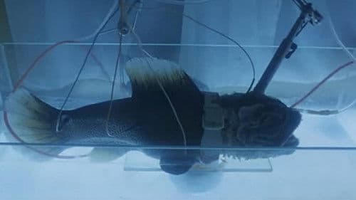 Creatures from the Abyss Bild 4