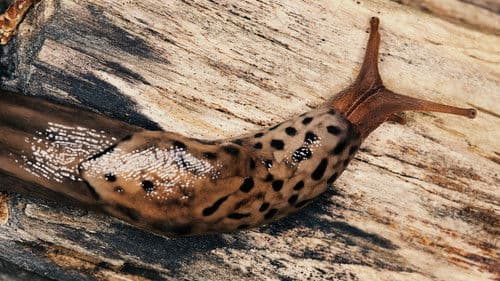 World's Weirdest: Extreme Body Parts Bild 5