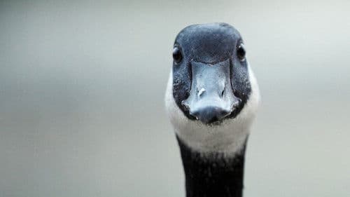 Modern Goose Bild 1