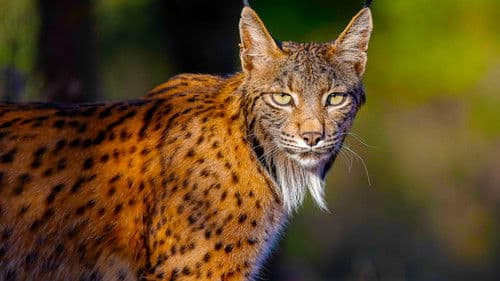 Iberia's Woodlands: Life on the Edge Bild 5