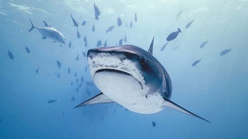 Investigation Shark Attack Bild 2