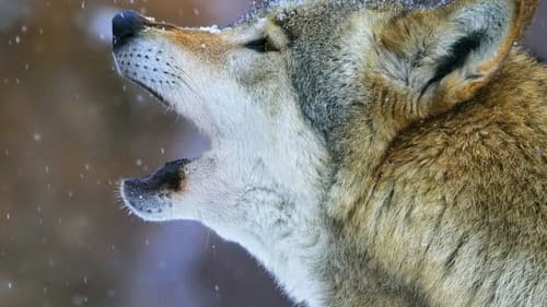 La Gueule du loup Bild 1