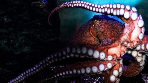 Jäger der Meere Bild 4