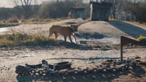 У пошуках Ніки Bild 1