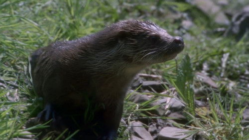 Tarka der Otter Bild 3