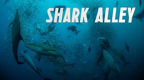 Shark Alley: Jagdrevier der Haie Bild 2