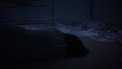 Sometime the Wolf Bild 8