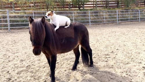 Adventures of Dally and Spanky Bild 2