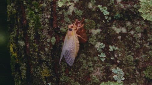 Chants de l’Est Bild 1