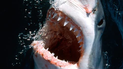 10 Animals That Will Kill You Bild 1