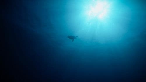 Return: Salvando a las Tortugas Bild 5