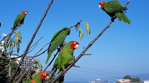 The Wild Parrots of Telegraph Hill Bild 3