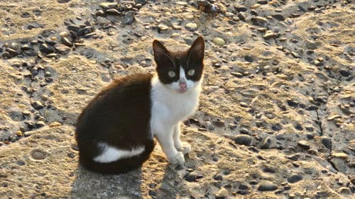 قصائد حب الجزء الثاني: الإسكندرية Bild 1